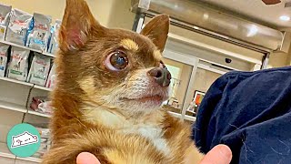 Chihuahua Who is Misunderstood Finds One Woman Who Gets Her