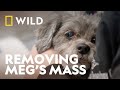 Meg&#39;s Massive Mass | Pop Goes The Vet | National Geographic WILD UK