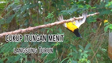 Trik Ampuh Pikat Sogon||Cukup Itungan Menit Langsung Turun