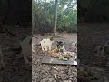 Street Cats Enjoy Their Food | Happy Stray Cats Eating 🐾