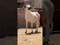 الله الله على الشطبي العالمي خيرات عيد الأضحى 2026