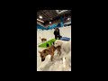 Nala video