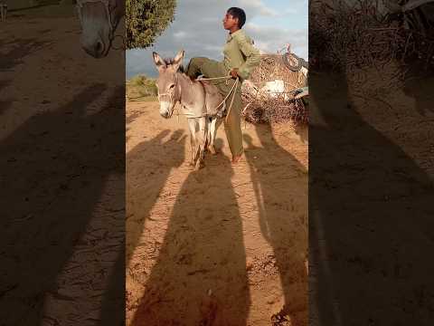 الجمل هو ديسرت و آثار والله يا بتي أو بنتي ما عندي إلا كلمة غير مفهومة مرحبا