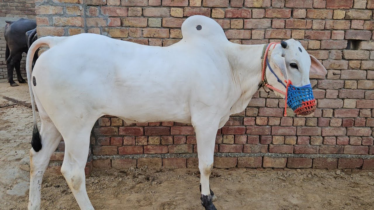 मात्र 9 महीने बच्चा 💪 कई बार चैंपियन बन चुका है गांव शिमला जिला कैथल 👌