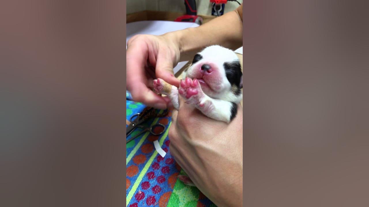 How to remove dew claws easily in a puppy YouTube