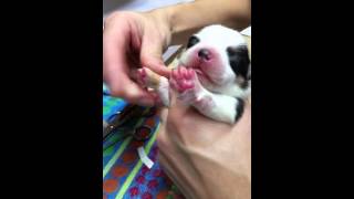 How to remove dew claws easily in a puppy