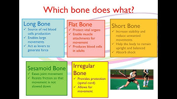 BTEC Sport Level 3 Unit 1 A2- Anatomy and Physiology Functions of the Skeleton