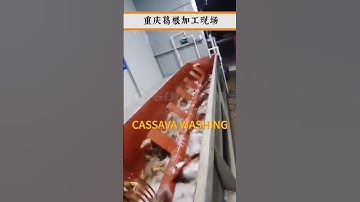 Automatic Cassava washing machine cassava cleaning machine with high washing efficient