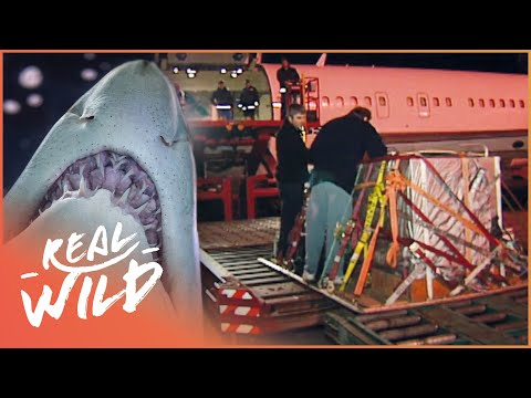 TRANSPORTING 8FT GREY NURSE SHARK 1,000 MILES BY AIR