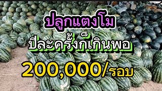 ปลูกแตงโมง่ายๆได้เงินแสนๆ |เกษตรสร้างรายได้ | เกษตรกล้วยๆ