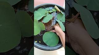 How To Add Npk 19 19 19 Fertilizer For Lotus