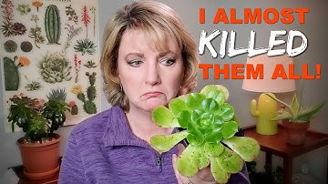 Choosing the Correct Insecticide for Succulents