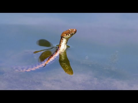 Video: Deja - un șarpe care poate fi găsit lângă apă