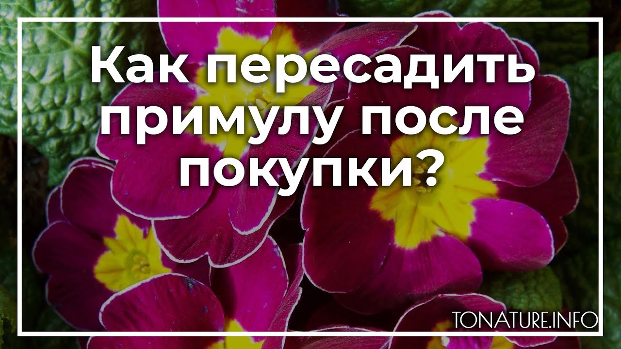 Как часто поливать примулу. Как пересадить примулу. Примула как пересадить после покупки. Как поливать примулу в домашних условиях в горшке. Как рассадить примулу комнатную.