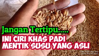 Benih Padi Mentik Susu || Banyak Jenis Padi Mentik Tapi Tidak Semua Asli Mentik Susu.