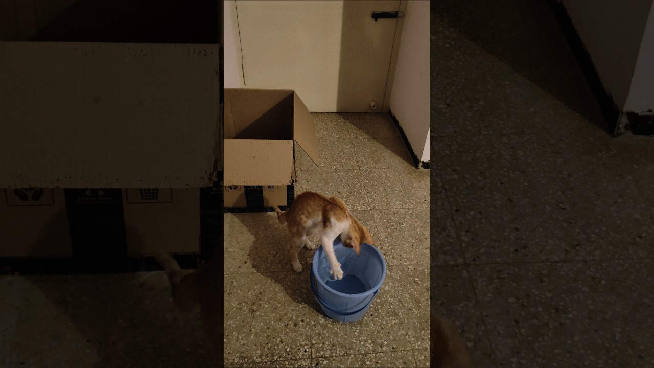 Cat vs water? 💦😿🙀