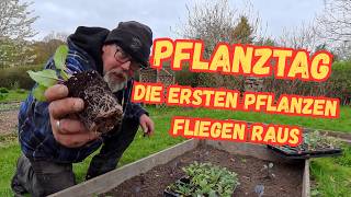 Pflanztag, die ersten Pflanzen fliegen raus / Mischkultur im Freiland und im Gewächshaus
