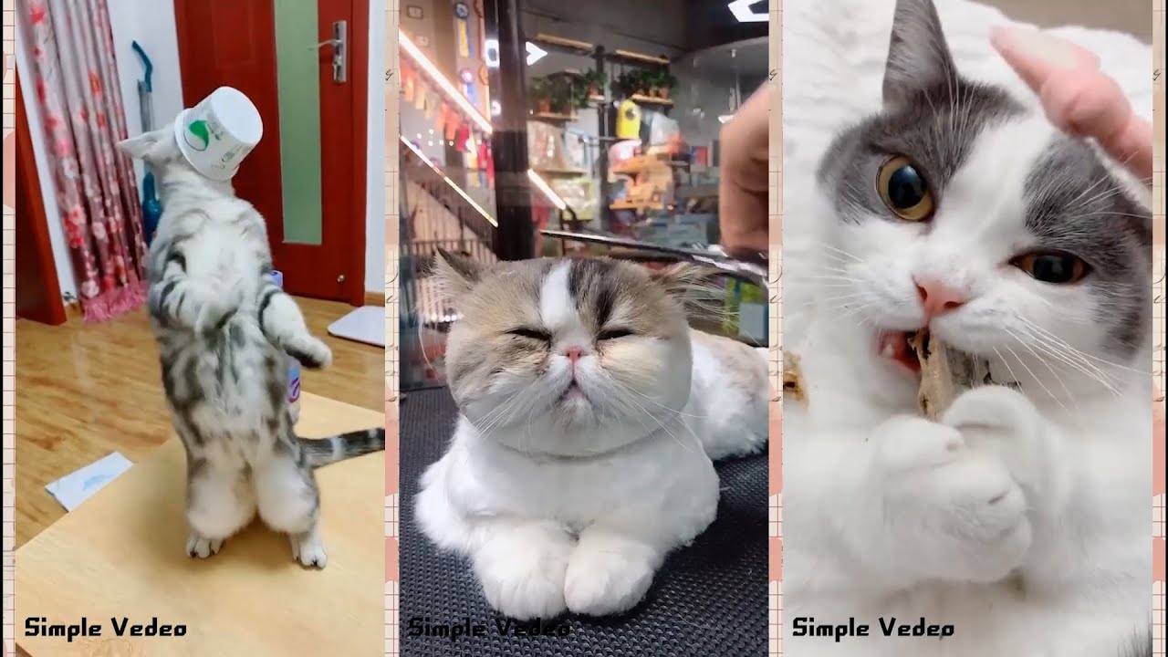 💚Funny and Cute Animals tik tok Compilation 2019 #EP.10 - YouTube