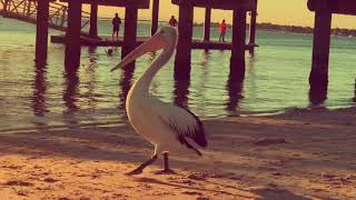 Pelican at the beach - Bribie Island, Queensland, Australia