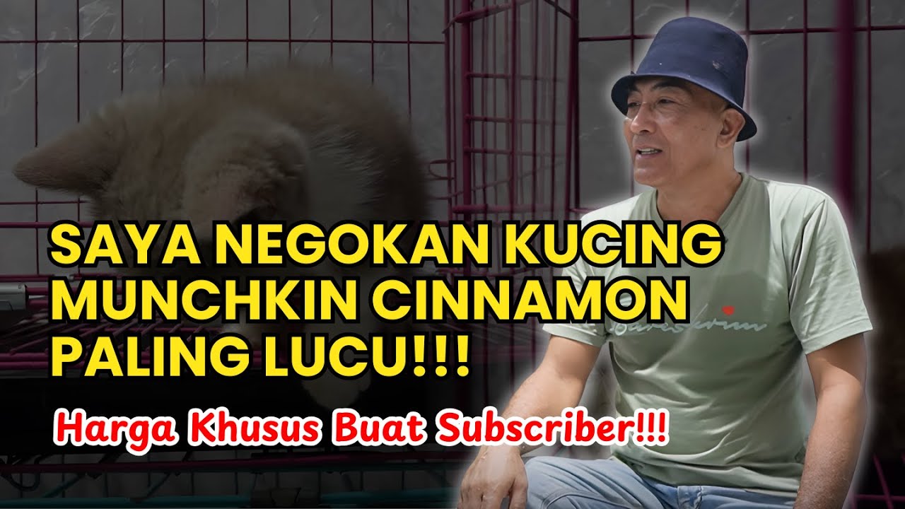Open Adopsi Munchkin BSH Cinnamon, kaki pendek, pipi cubby, dan sudah saya negokan pasti murah