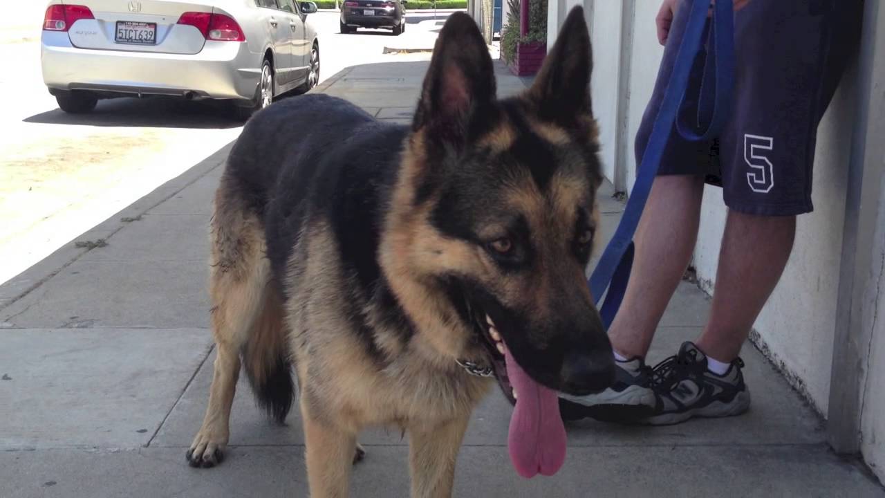 Jerry-German Shepherd Rescue ADOPTED!!! puppy training potty
