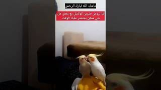 ترويض كوكتيل وحشي/ترويض كروان شرس جدا/ يوميات طيوري/ ببغاء الدرة/ الباذجي / كيف / تجهيز  للانتاج