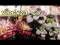 Easiest way to propagate succulents from leaves  vlog 213  growing succulents with lizk