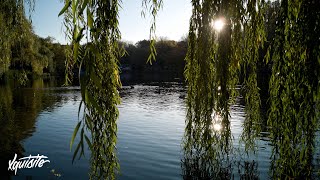 Sappheiros - Willow