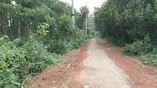 Beautiful Forest Road in Bangladesh | Nature & Scenic Drive 🌿 screenshot 5