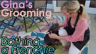 Bathing a French Bulldog (Frenchie)  Gina's Grooming