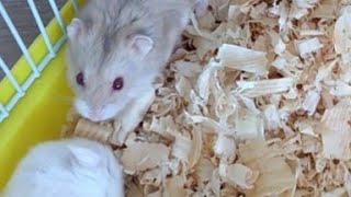 Mina Ve Dora Marul Ile Hamster Lerini Besliyor Eğlenceli Çocuk Videoları