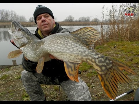 Video: Dodgy Pike - Ribolov štuke