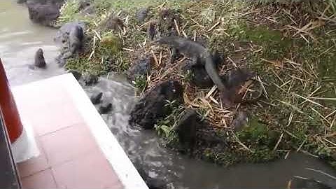 Sea otter fighting off monitor lizard filmed in india