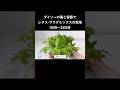 ダイソーの種と容器でレタス・サラダミックスの栽培　1日目〜33日目