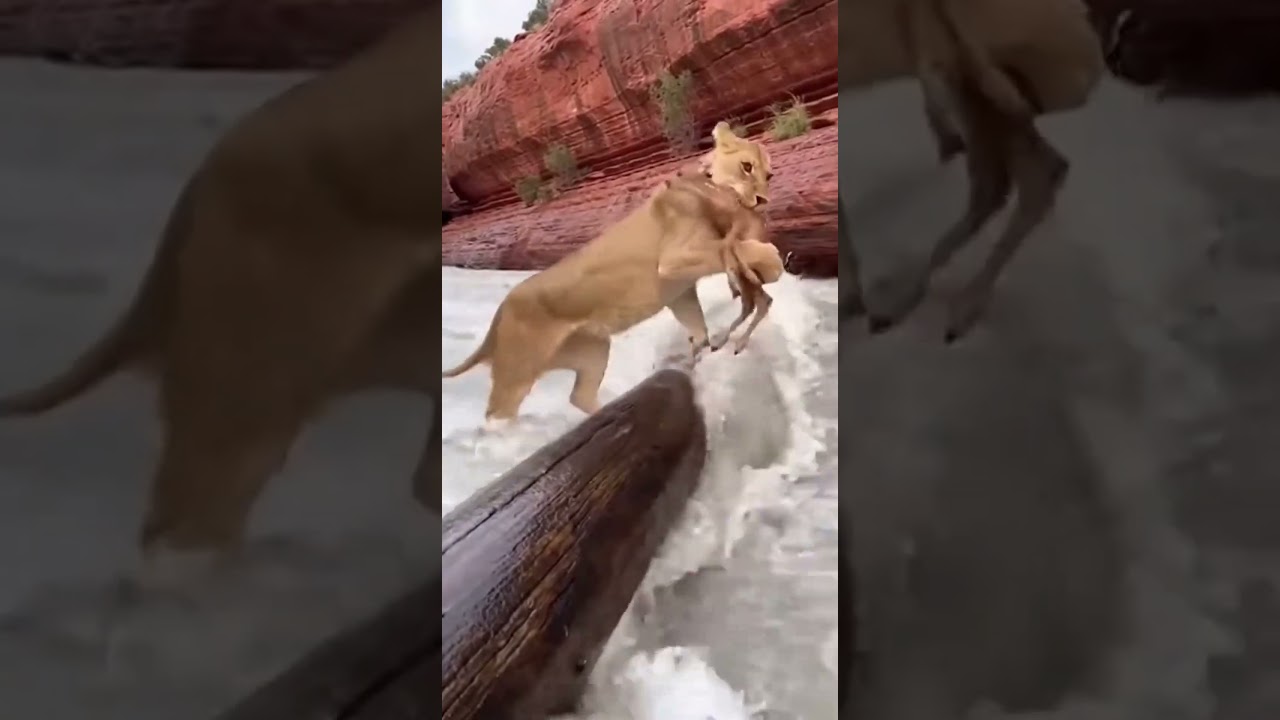 Lion Rescues a Deer Trapped on the River—Unbelievable Twist!ㅣ강 위에 갇힌 사슴을 구해주는 사자… 반전 미쳤다ㄷㄷ 