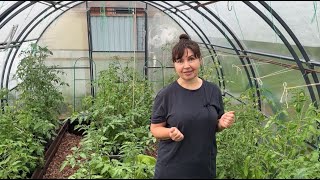 ВАЖНАЯ ПОДКОРМКА ТОМАТОВ ВО ВРЕМЯ ЦВЕТЕНИЯ ДЛЯ УВЕЛИЧЕНИЯ УРОЖАЯ!