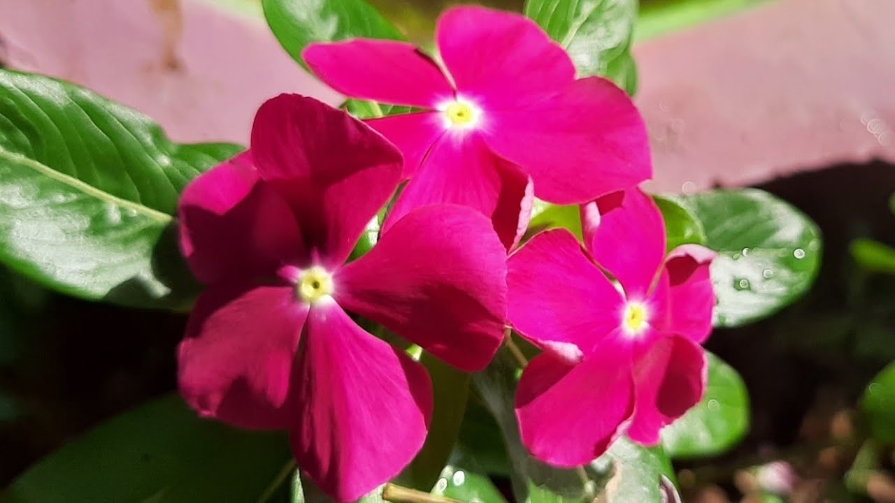 Vinca Rosea/ Ushamalari plant care Malayalam YouTube