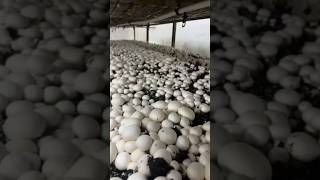 Sıcaklık, Nem, Co₂ Hepsi Emko Elektronik Kontrolünde...mantar Serası Otomasyonu