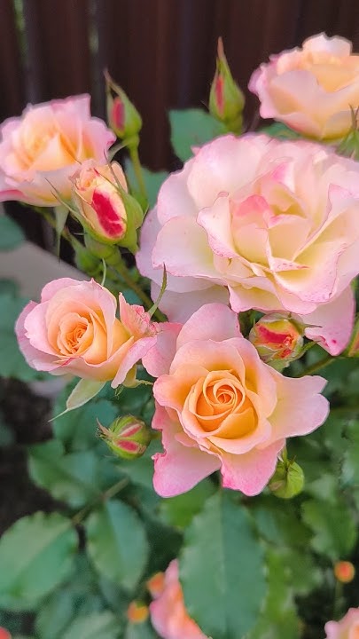 Роза Ландлуст ️ #shorts #рекомендации #flowers #rose #розы #цветы #сад ...