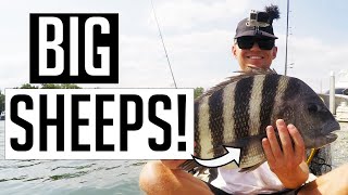 Fishing mud crabs for BIG sheepers! Kayak fishing Wrightsville beach, NC