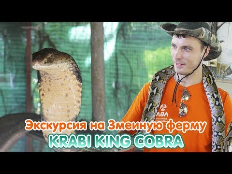 Экскурсия на Змеиную ферму Snake Krabi King Cobra ? В клетке с королевскими кобрами