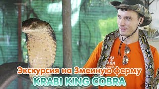 Экскурсия на Змеиную ферму Snake Krabi King Cobra 🐍 В клетке с королевскими кобрами