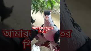 আমার সব শিকারি কবুতরের ভিতর একটিyoutubeshorts videospigeon bird gopalganj