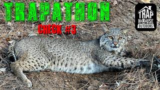 TRAPATHON: [CHECK #3] 1st Bobcat Release, The Great Coon Escape &amp; POV Fox Boxing!!! #trapping #vlog