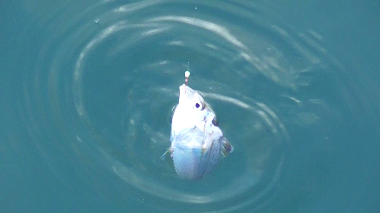 サビキ仕掛けでも 投げ釣りでも よく釣れるヒイラギ これはから揚げにすると結構おいしい魚 滑りが多く 鰭が硬いのですが 二度揚げすれば丸かじりできます 雑魚扱いされがちですが 意外に美味しい魚紹介 Youtube