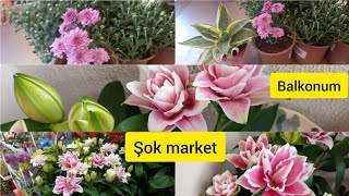 Şok Markete Gelen Çi̇çekler Ve Balkonum