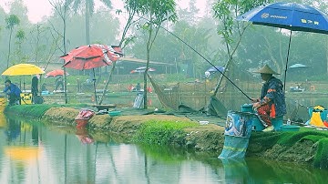 CÂU CÁ RÔ PHI Trời Mưa Lạnh - Cận Cảnh Nhịp Phao Cá Ăn