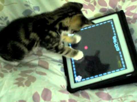 Charlie The Cat - Kitten Playing iPad 2 !!! Game For Cats Cute Funny Clever Pets Bloopers