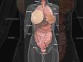 Anatomy of Female Organs #woman #organs #female #viral