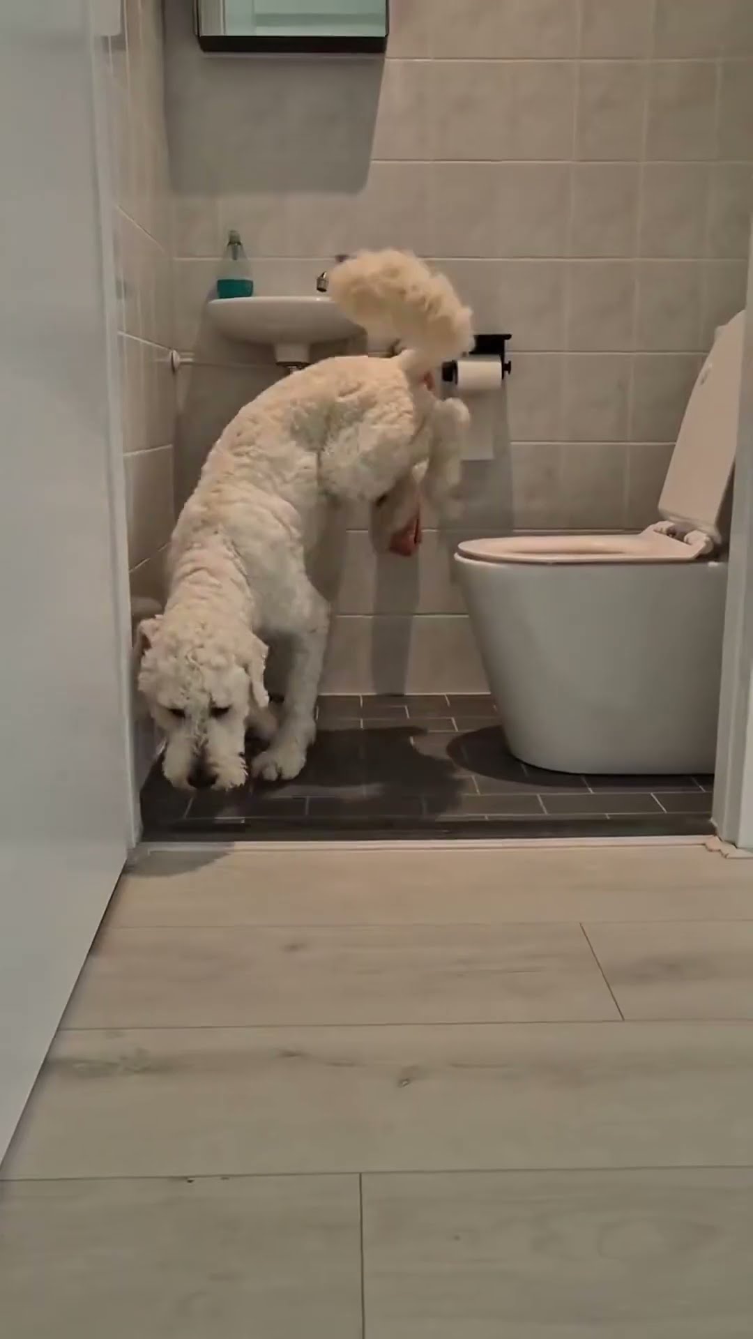 funny toilet no \u0026 yup